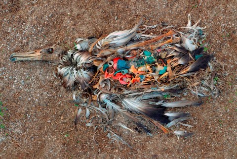 bird_plastic_pollution