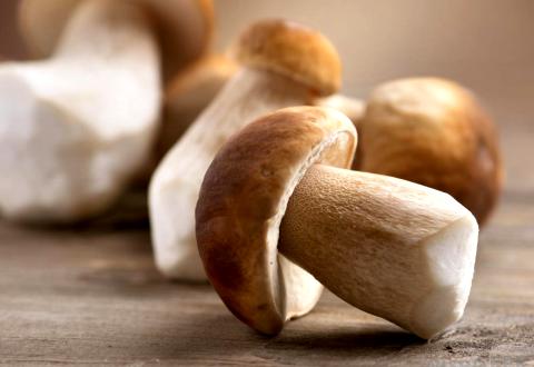 mushrooms1